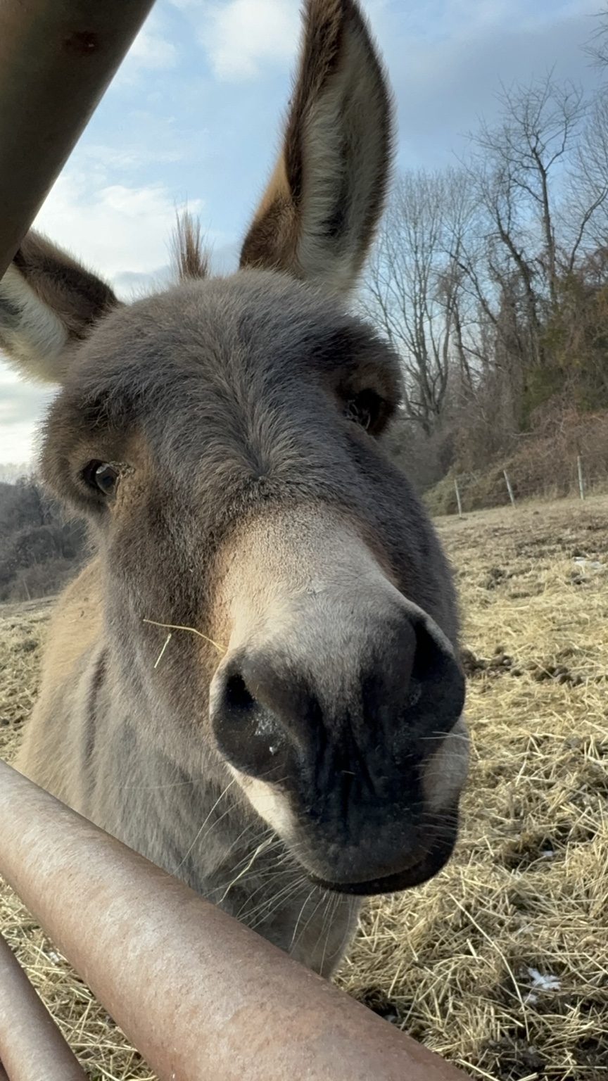 Close-up photograph of Barnabas the donkey